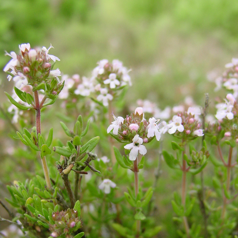 Фото тимьяна. Тимьян Thymus vulgaris. Чабрец обыкновенный. Чабрец тимьян обыкновенный. Тимьян обыкновенный (Thymus vulgaris `Compactus`).