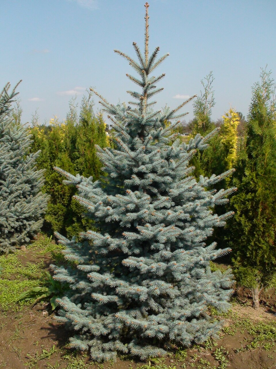 Ель колючая (голубая) – лат. Picea pungens