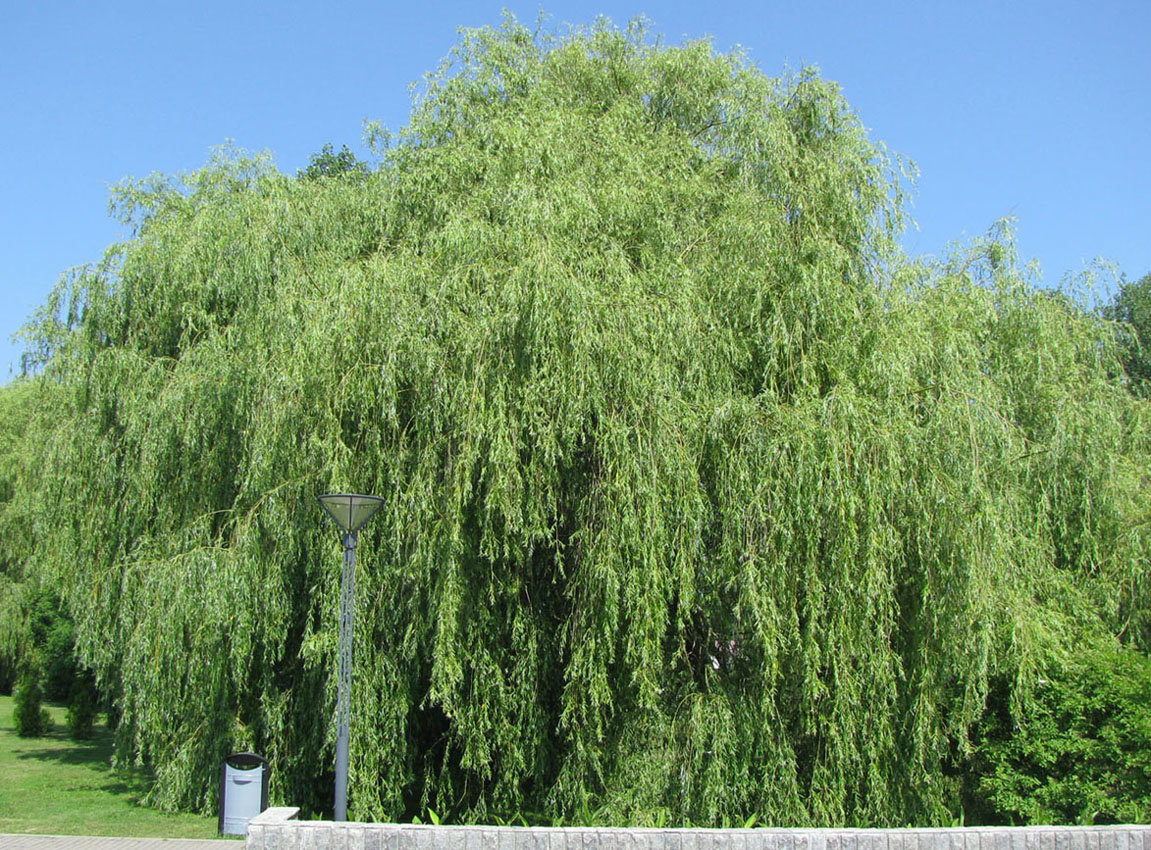 ива белая плакучая диаметр кроны. систематика ивы плакучей. ива. стихотворение про иву. доклад про дерево ива.