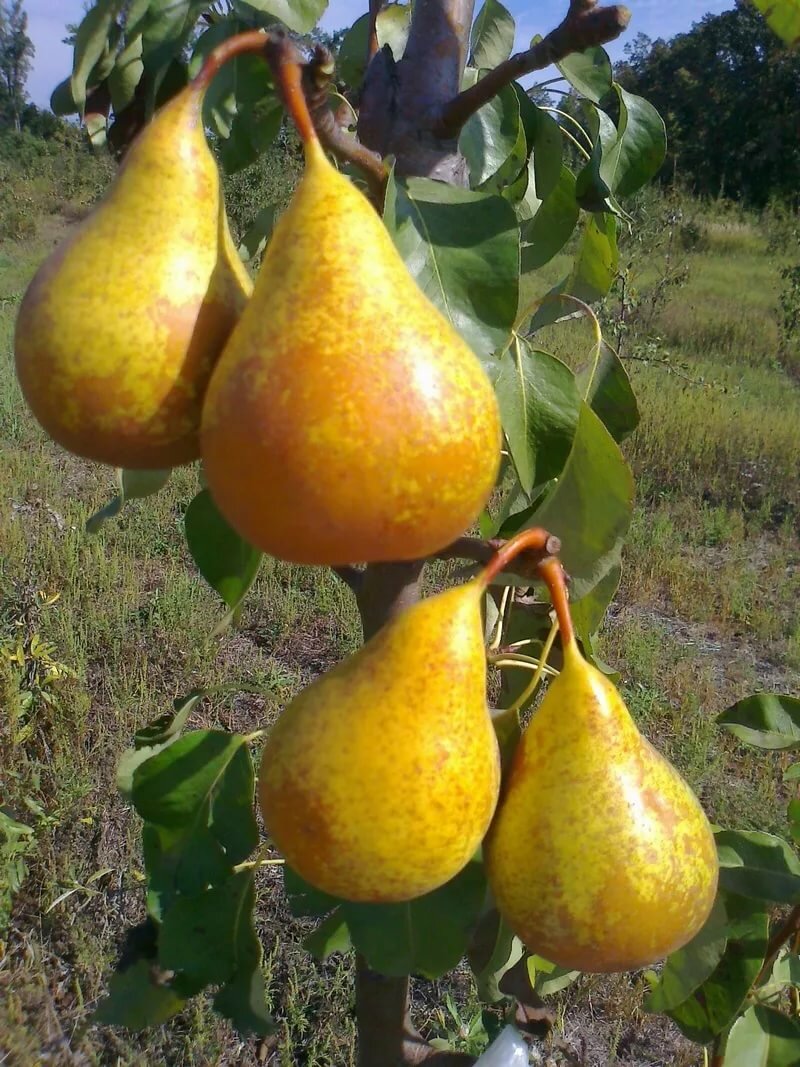 сорт груши сибири фото