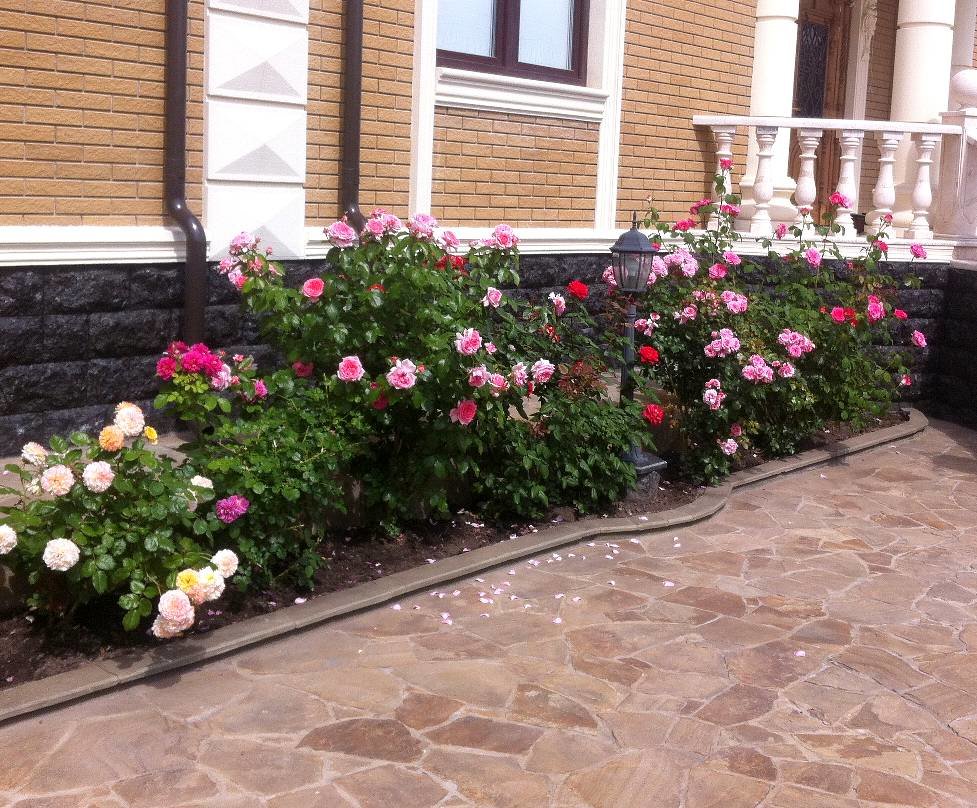 Розы перед домом дизайн фото