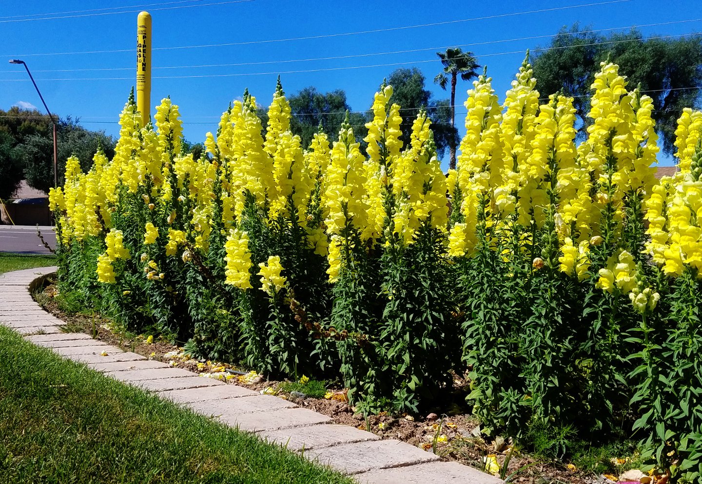 Желтые многолетние цветы фото и названия высокорослые