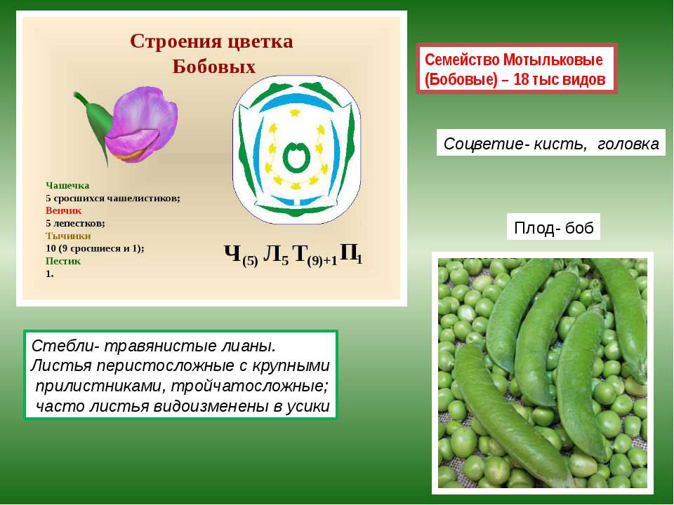 Соцветие бобовых. Семейство бобовые(Мотыльковые) плод Боб. Характеристика бобовых мотыльковых растений. Семейство Мотыльковые бобовые плод. Мотыльковые растения стебель.