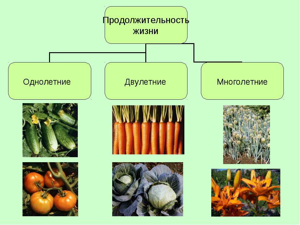 Каталог многолетних растений с фото и названиями