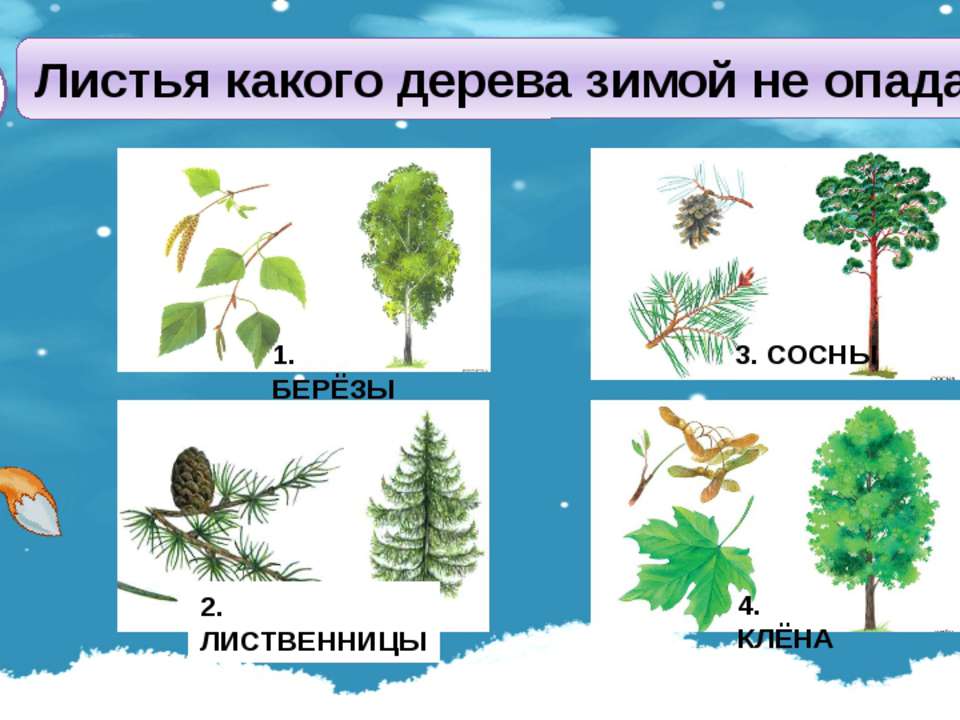 Какие деревья зимой. Листья какого дерева зимой не опадают. Лиственные и хвойные деревья зимой. Какие зимующие деревья. Лиственные деревья с листьями зимой.