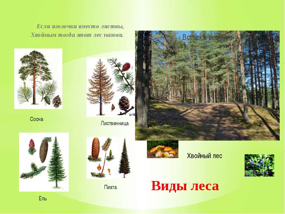 Еловый лес сопутствующие виды. Ель сосна пихта лиственница. Леса бывают хвойные лиственные и смешанные. Хвойные деревья в лесах России. Виды леса для дошкольников.