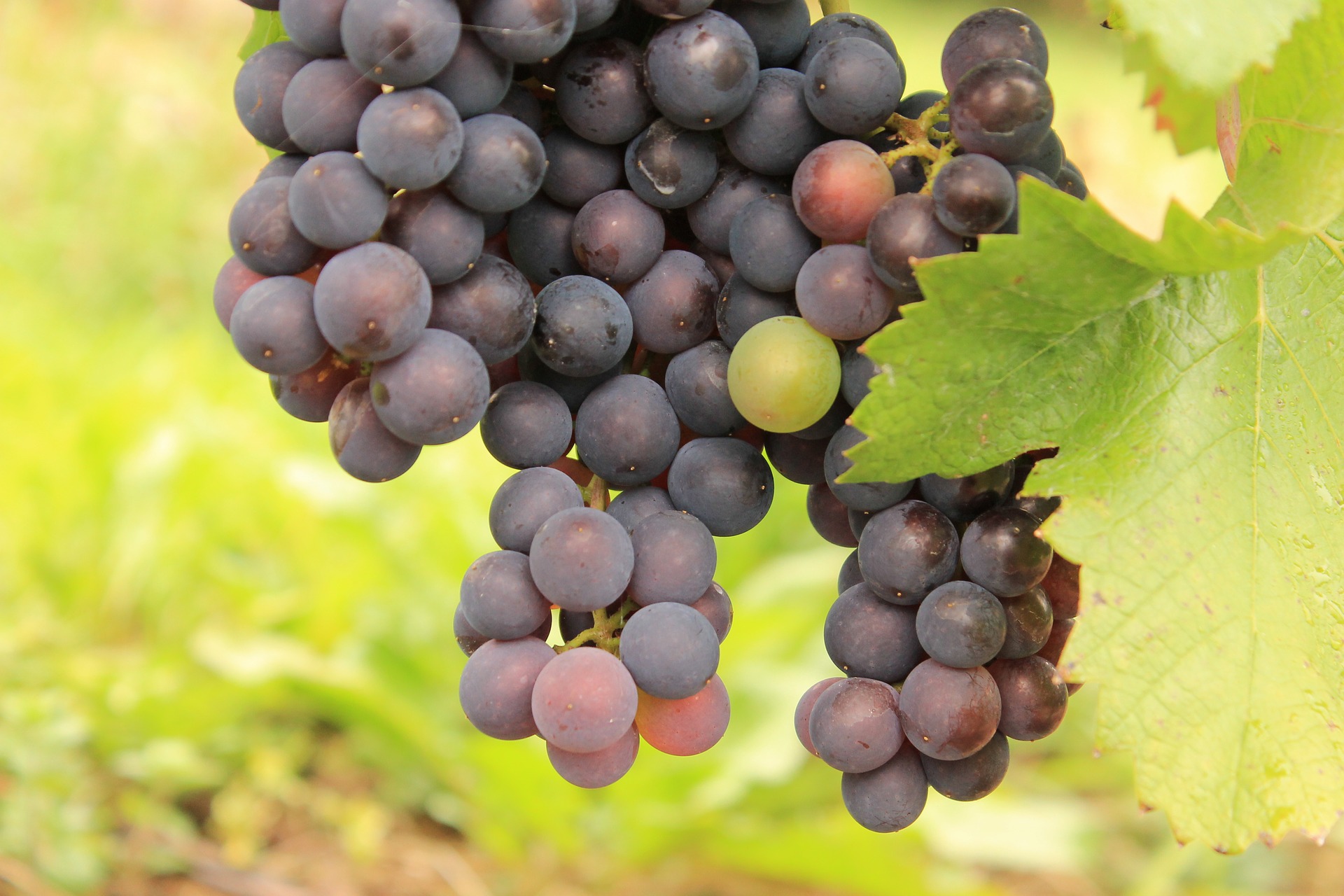 Сорт винограда саперави фото. Виноград н22-12. Daily grapes. 12 Grapes Elite. Daily grape d.