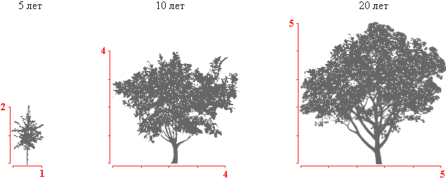 Диаметр кроны