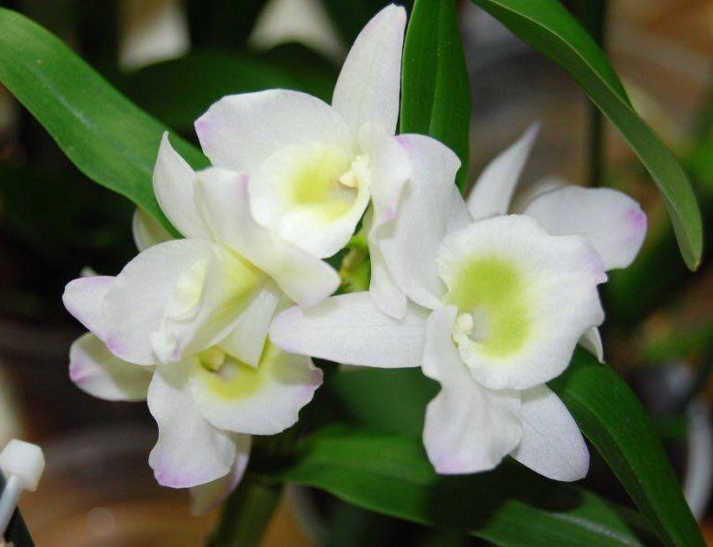 Дендробиум нобиле купить. Орхидея Дендробиум Нобиле. Орхидея дегдробиум набухла. Орхидея Dendrobium Nobile. Дендробиум Нобиле белый.