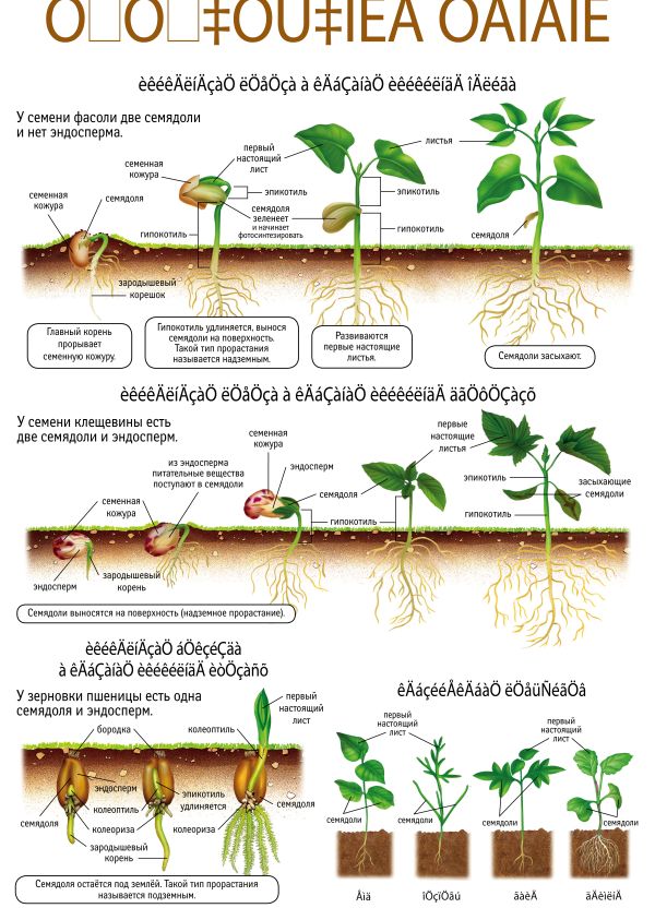 Фасоль рост. Этапы роста семени фасоли. Этапы прорастания фасоли. Фазы развития фасоли. Фасоль развитие и рост.