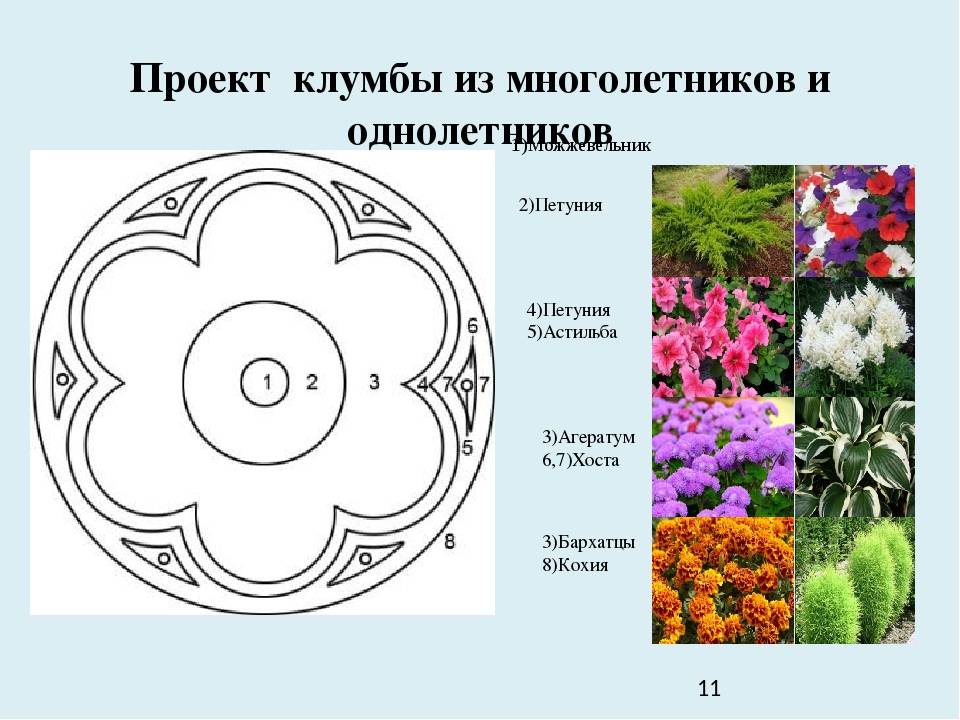 Схема клумбы. Схема цветника. Клумбы из многолетников и однолетников. Цветники из однолетников схемы с описанием. Клумба из однолетников схема.