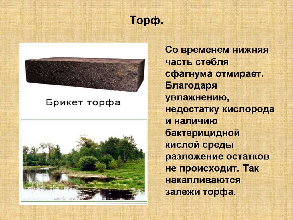 Мхи образование торфа. Образование торфа происходит. Образование торфа. Сфагнум образование торфа. Основные почвенные процессы.