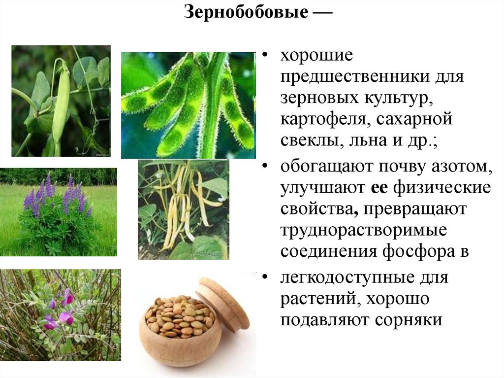 Основная зернобобовая культура. Основная зернобобовая культура. Бобовые культуры список. Всемирный день зернобобовых. Разновидности бобовых.