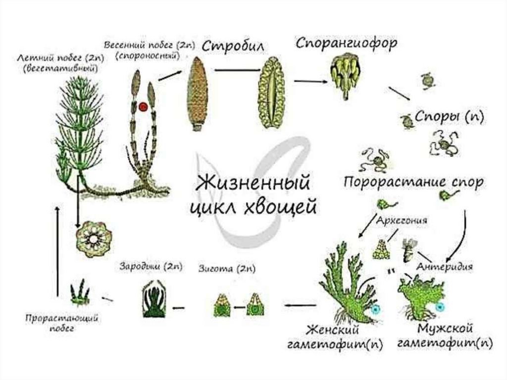 Какой хромосомный набор характерен для листьев. Цикл развития хвоща схема. Жизненный цикл хвоща полевого схема. Жизненный цикл хвощевидных растений схема. Цикл развития хвощевидных схема.