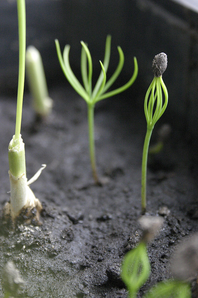 имбирь росток