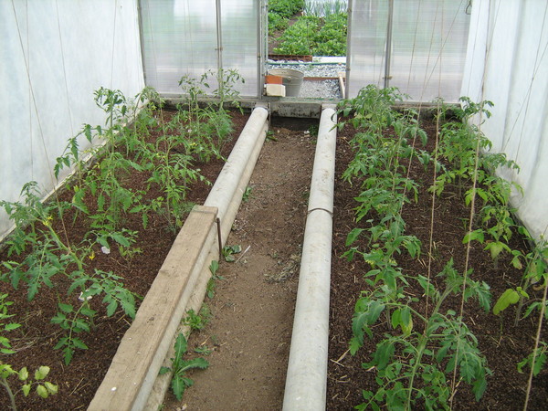 Схема посадки томатов в теплице 3х6 фото