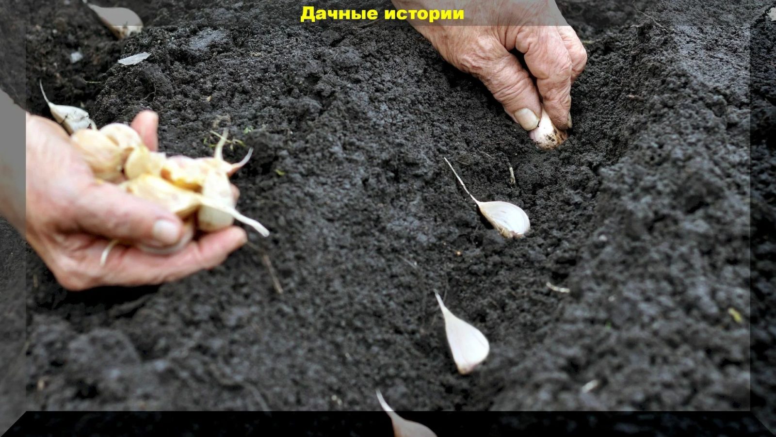 Посадка чеснока осенью под зиму. Посадки озимого чеснока и лука. Посадка чеснока и лука под зиму. Посадка чеснока в бороздки. Осенняя посадка чеснока и лука.