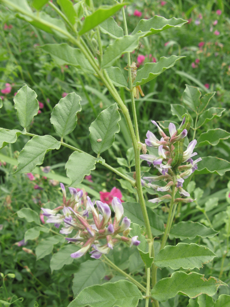 Солодка бобовые. Корень солодки трава. Солодка Уральская (Glycyrrhiza uralensis). Лакрица корень солодки. Лакрица Солодка растение.