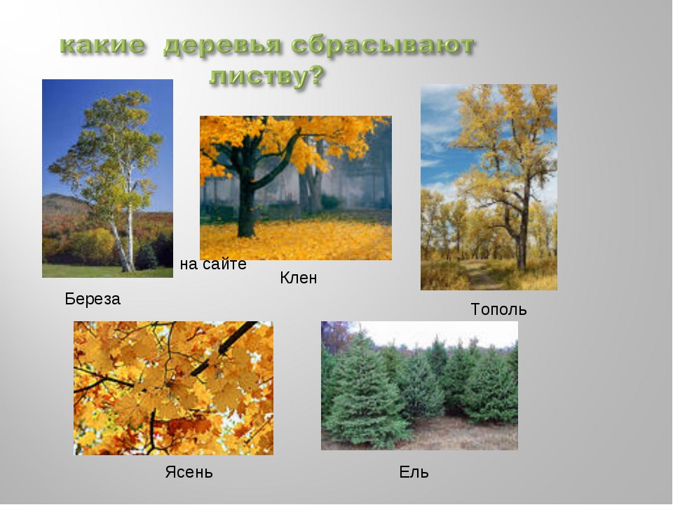 В каком месяце закончился листопад. Какие деревья сбрасывают листву. Листопад у деревьев по месяцам. Как называются деревья, которые сбрасывают листву?. Какие деревья опадают первыми.