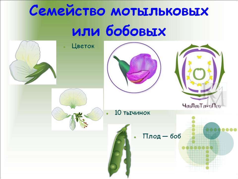 Тип соцветия у гороха. Семейство Мотыльковые бобовые формула цветка. Строение цветков семейства бобовые. Семейство Мотыльковые строение. Мотыльковые плод.