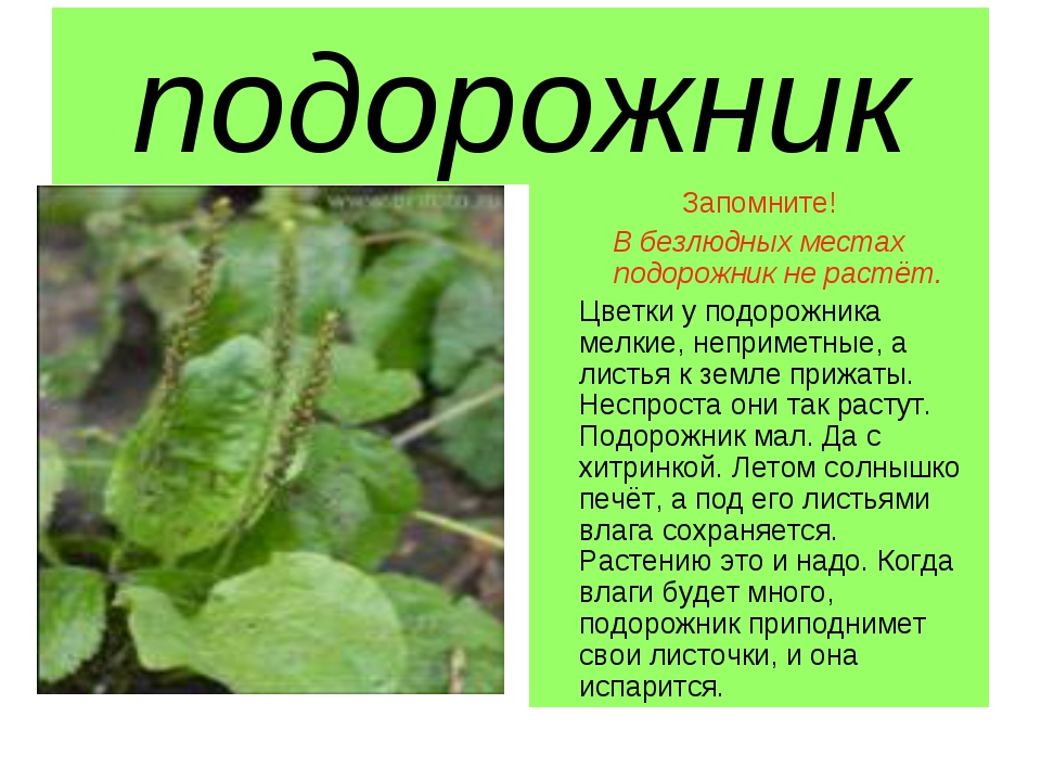 Доклад о растении 3 класс. Подорожник доклад. Рассказ о подорожнике. Подорожник презентация. Рассказ о растении подорожник.