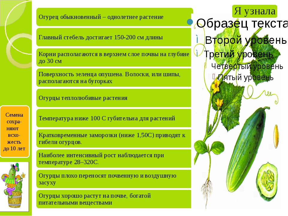 Стадии роста огурца в картинках