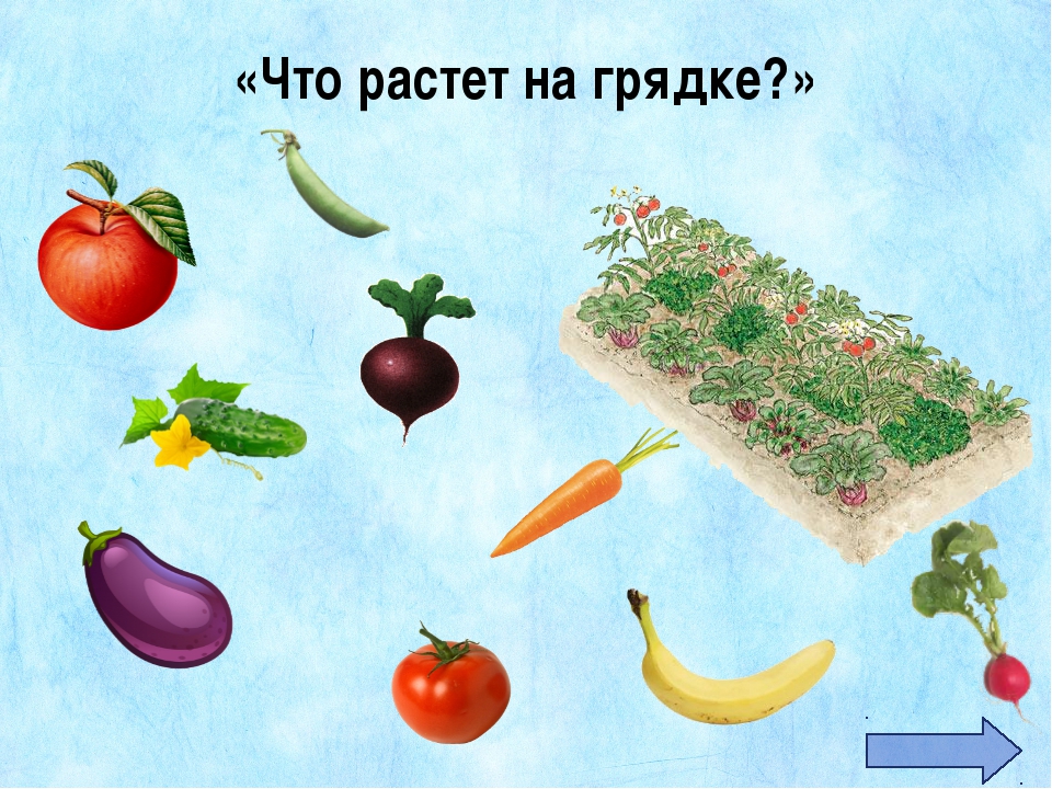 Что растет в огороде. Игра что растет на грядке. Картинка что растет на грядке. Что растет на грядке задания. Задания по теме что растет на грядке.