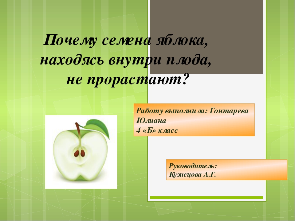 Почему в семенах плодах. Прорастание семян яблони. Прорастание семян яблока. Почему в яблоке не прорастают семена. Яблоко корень.