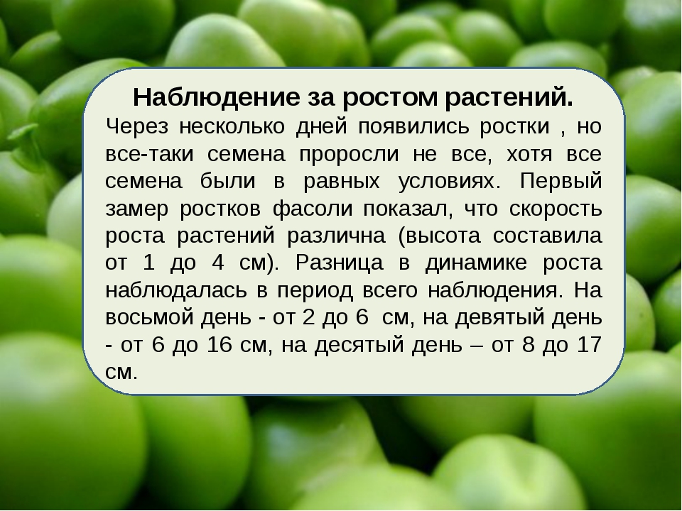 Фасоль рост. Дневник наблюдения за фасолью. Наблюдение за фасолью по дням. Фасоль сроки созревания. Наблюдение за ростом фасоли.