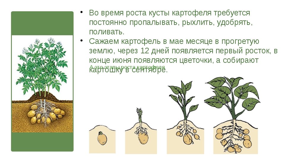 Время роста. Этапы роста картофеля. Фазы развития картофеля. Этапы роста картофеля в картинках. Фазы созревания картофеля.