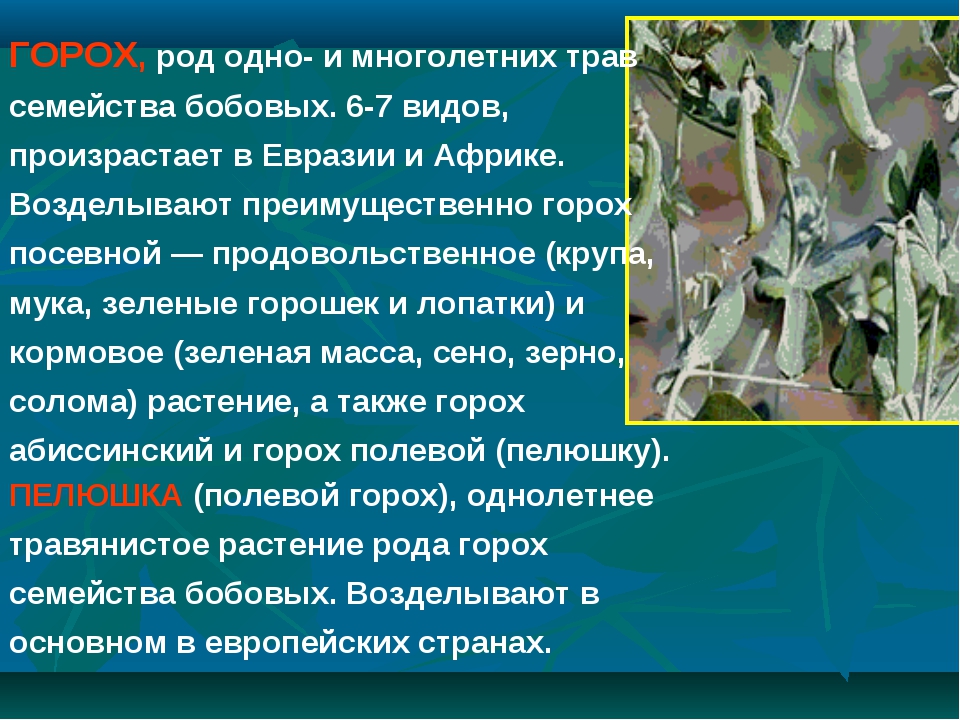 Сообщение на тему семейство бобовые. Доклад на тему горох. Презентация по теме горох. Горох как растение описание. Бобовые растения доклад.