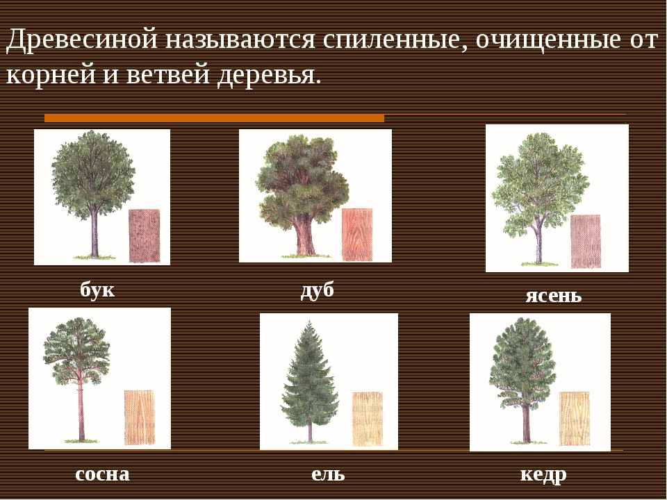 Какие бывают лиственные деревья названия и фото