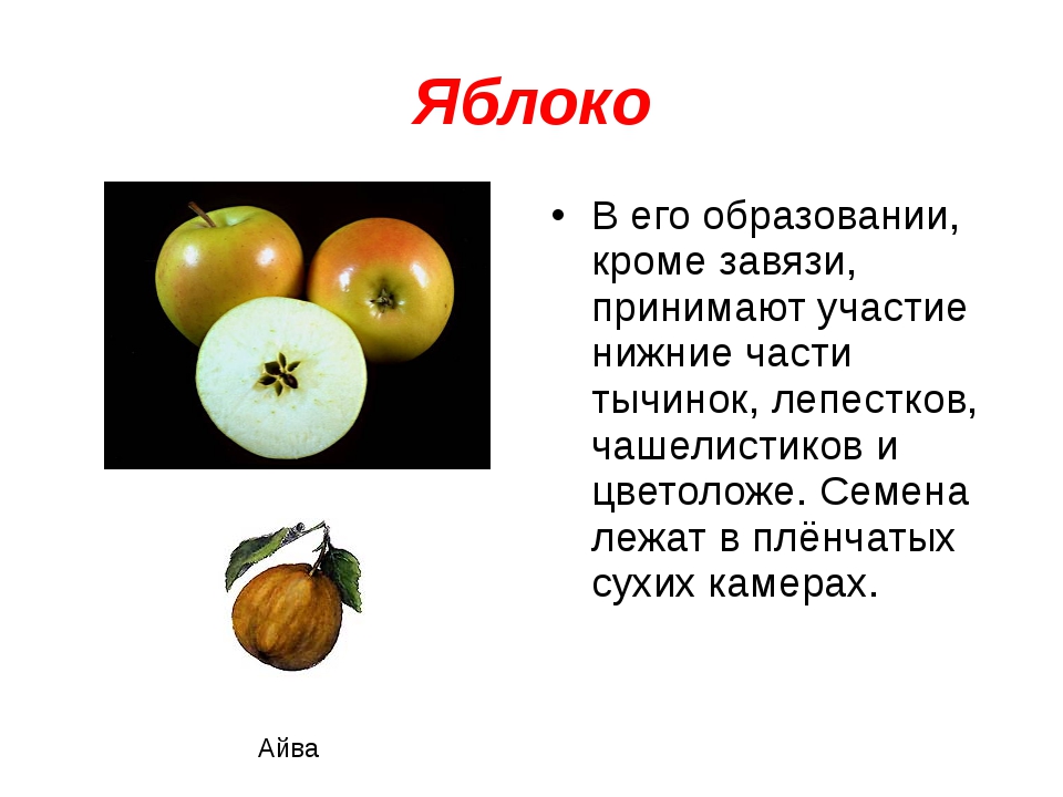 Плод яблоко. Способ распространения плодов яблони. Плод яблоко приспособления для распространения плодов. Тип плода яблони 6 класс. Яблоня способ распространения плодов и семян.