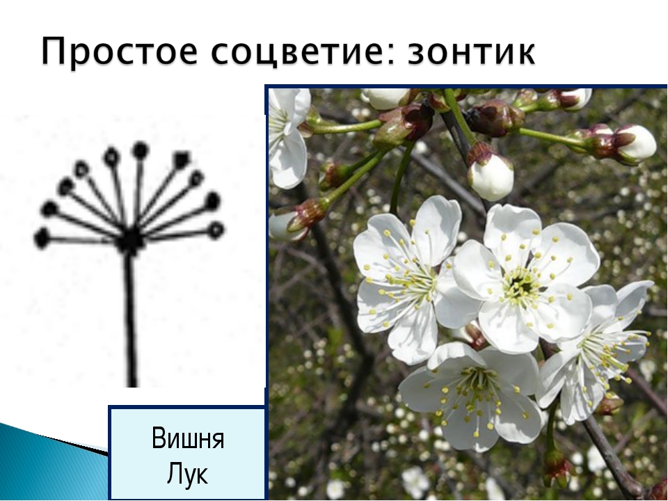 Соцветие черешни. Соцветие вишни. Соцветие зонтик вишня. Вишня Тип соцветия. Соцветие вишни обыкновенной.