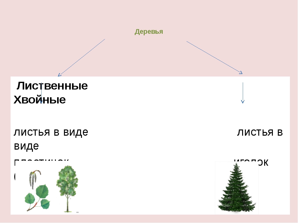 Какие листья у хвойных растений