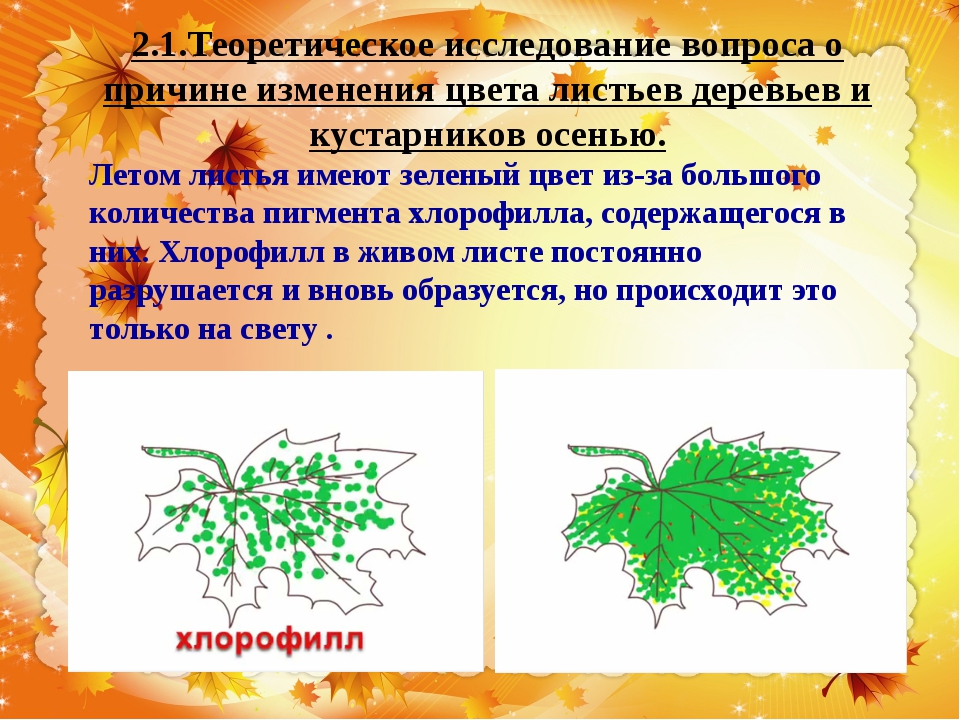 В листьях происходит. Изменение окраски листьев осенью. Причины изменения окраски листьев. Отчего изменяется окраска листьев осенью. Почему окрас листьев меняется осенью.
