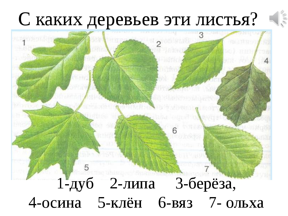 Листа по необходимому размеру. Листья клена, дуба, березы, липы. Листья деревьев клен,береза, дуб, осина.