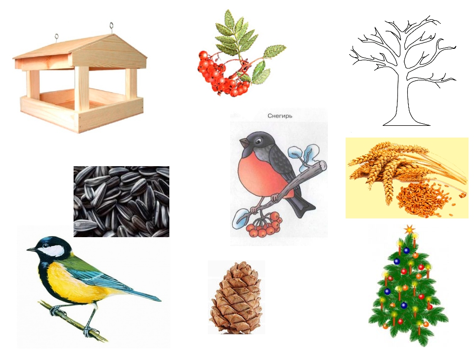 Рассматривание дерева. Зимующие птицы на кормушке для дошкольников. Картина у кормушки Нищева. Зимующие птицы Нищева средняя группа. Игра кормушка для птиц.