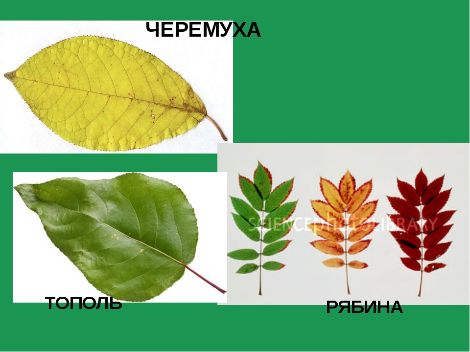 Лист ясень и рябина. Листья деревьев с названиями. Название листьев. Осенние листья с названиями. Лист рябины и ясеня.