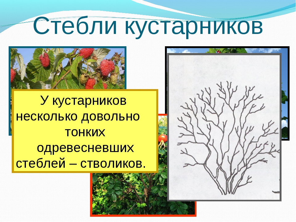 Кустарники окружающий 2. Стебли кустарников. Строение кустарника для дошкольников. Кустарники для проекта. Стебель куста.