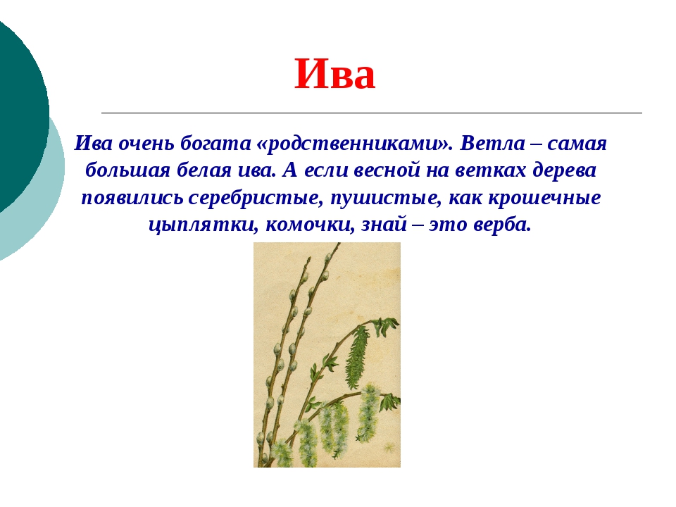 Ива какая группа растений. Характеристика корней ивы. Ива предложение. Ива значение. Сказка про иву.