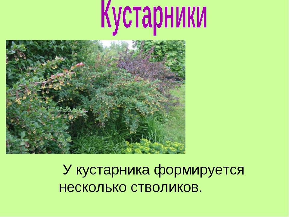 Какие кустарники. Кустарники класса хвойные. Кустарник несколько стволиков. Хвойные кустарники названия 2 класс. Лиственные кустарники названия 2 класс.