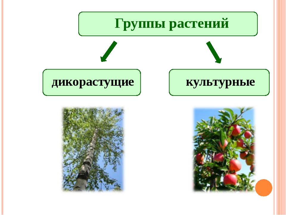 Растения делятся на группы. Группы растений. Группы растений дикорастущие и культурные. Группы дикорастущих растений. Растения группы растений.