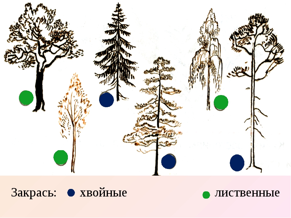 Дерево из 3 букв. Хвойные и лиственные деревья задания. Хвойные деревья задания для дошкольников. Хвойные и лиственные деревья задания для детей. Карточки хвойные и лиственные деревья.