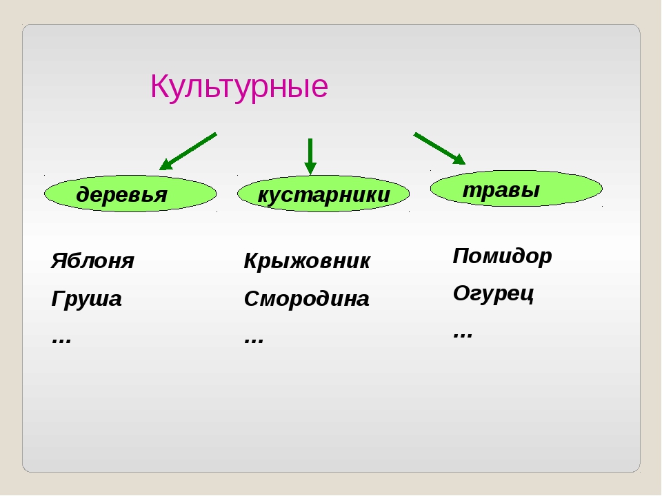 Какие бывают культурные. Культурные деревья и кустарники. Культурные растения деревья. Культурные растения кустарники. Деревья дикорастущие и культурные.