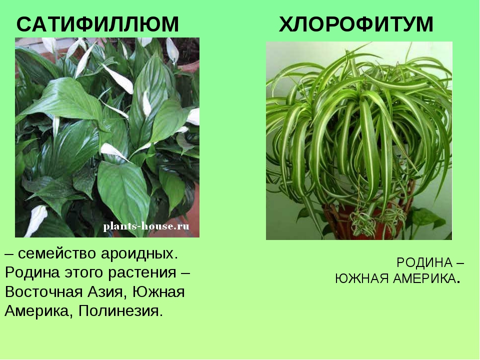 Домашние растения 2 класс. Родина комнатных растений. Комнатные растения и Родин. Комнатные растения их ролига. Комнатные растения т их Родина.