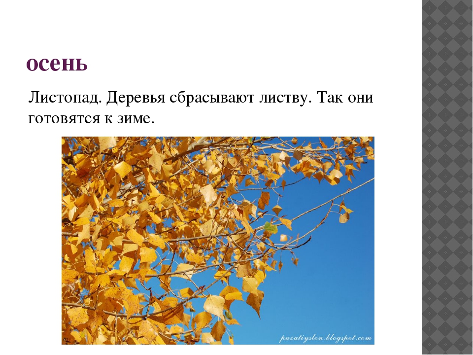 Почему происходит листопад. Деревья сбрасывают листву. Осень деревья сбрасывают листву. Деревья, которые сбрасывают листья. Почему осенью деревья сбрасывают листву.