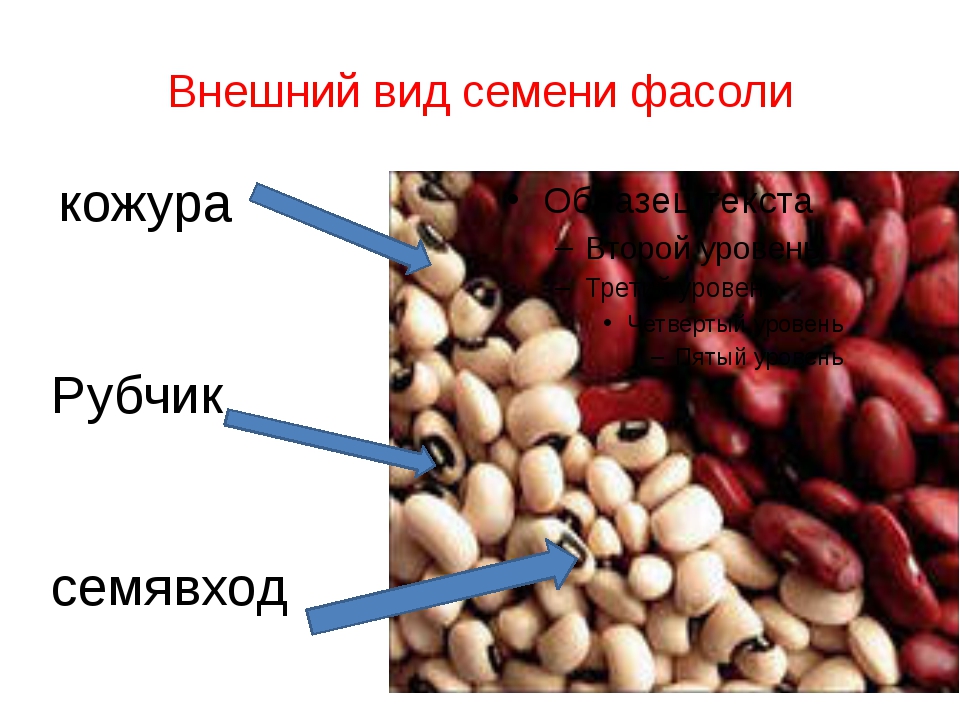 Форма семян. Внешний вид семян. Внешний вид семени фасоли. Семена внешний вид. Семена фасоли виды.