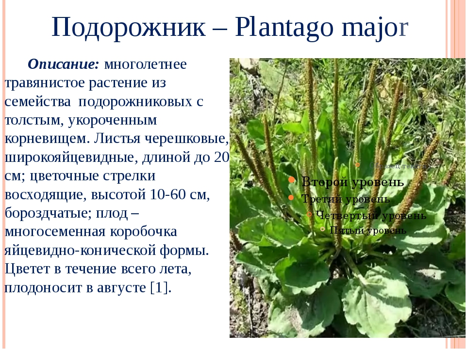 Описать растение. Подорожник многосемянный. Подорожник (Plantago l.). Подорожник семейство крестоцветные. Подорожник описание растения.