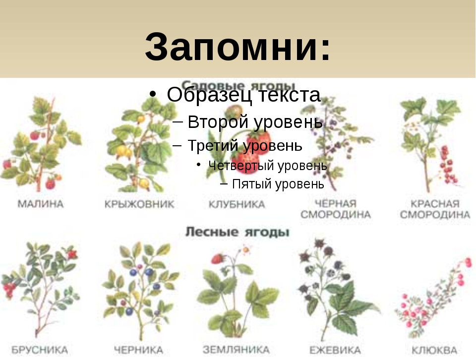 Кустарники в картинках для детей с названиями